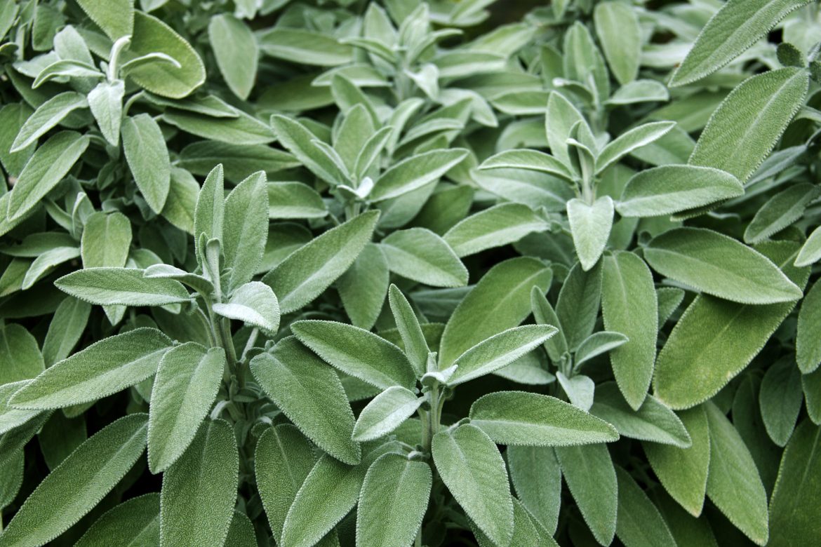 adacayi-iStock-8805515_opt